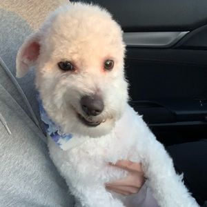 Meet your Posher, Yifu